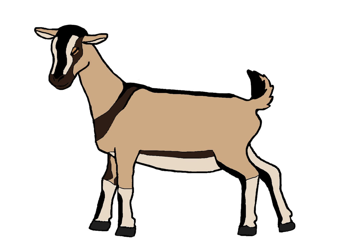 bezoar goat
